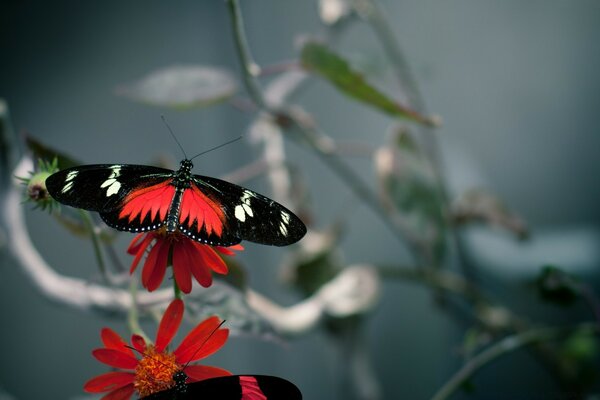 A butterfly on a red flower. A bright butterfly. Red Caets