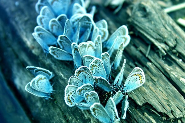 Viele blaue Schmetterlinge auf einem faulen Holzboden