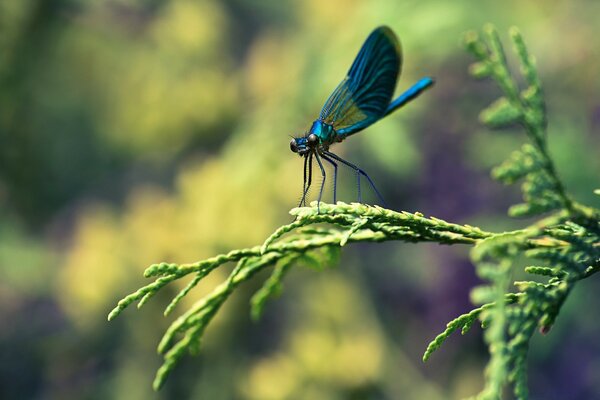 A beautiful insect on a green leaf