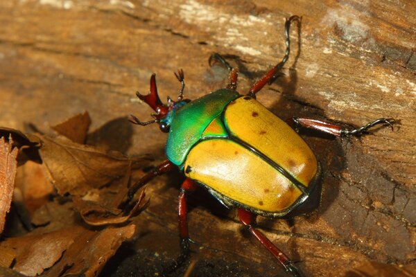 Scarabeo giallo con fogliame sulla corteccia