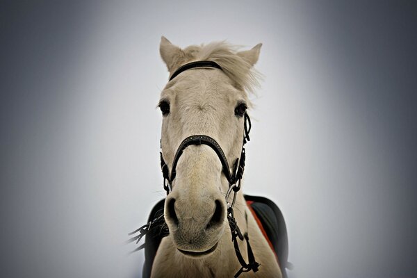 Caballo blanco tirado en las riendas retrato