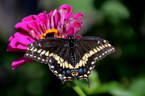 Beauty is in minimalism. Beautiful butterfly