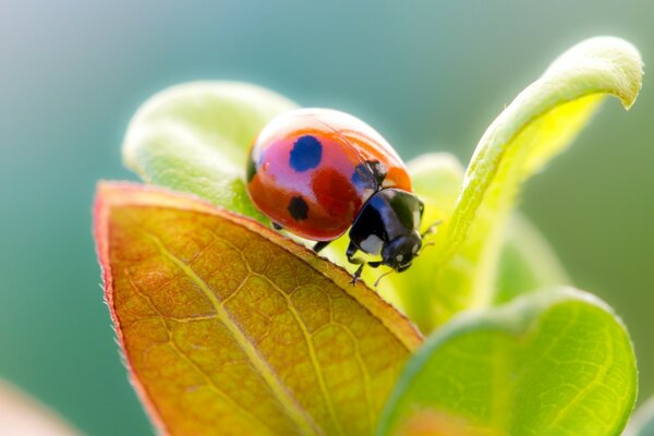 Roter Marienkäfer, der auf einem Blatt sitzt