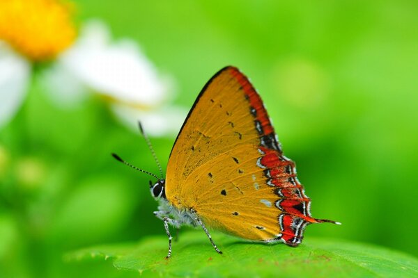 Schmetterling mit hellen Flügeln im Sommer