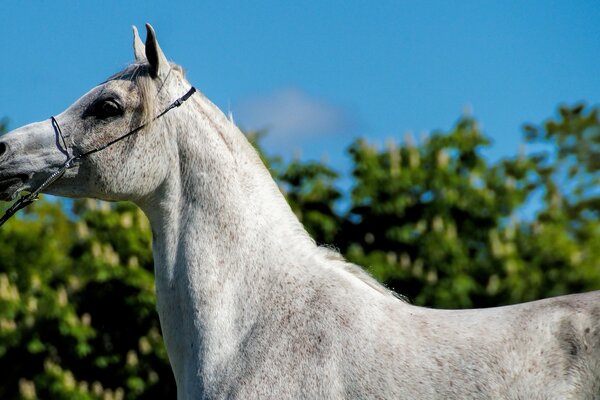 Graues Pferd auf dem Hintergrund des blauen Himmels und der Baumkronen