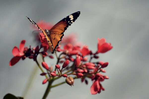 Schmetterling auf einer Blume. Rote Blume. Sommer