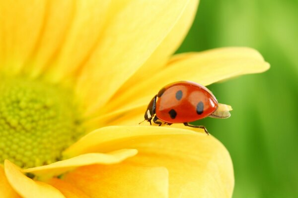 Coccinelle sur une fleur jaune