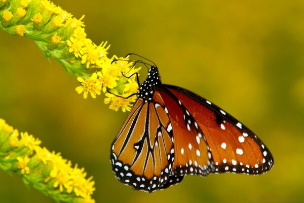 A red butterfly sits on a branch of yellow flowers