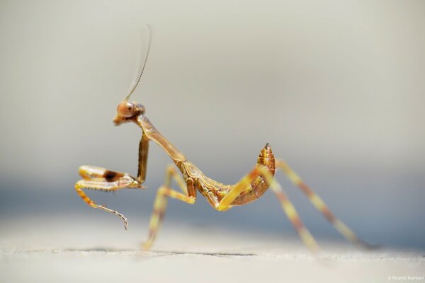 Mantis auf dem Hintergrund der Tierwelt