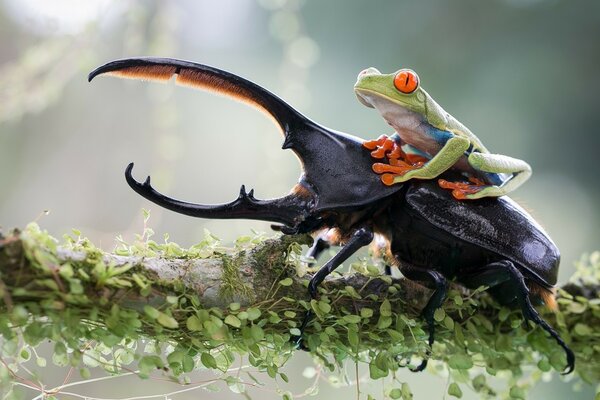 A frog rides a black rhinoceros beetle