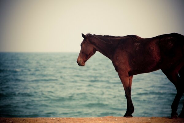 Horse on the background of a quiet lake