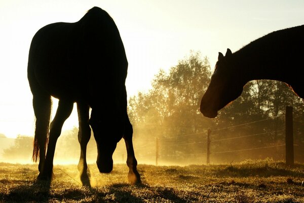 Silhouette of two horses at sunset