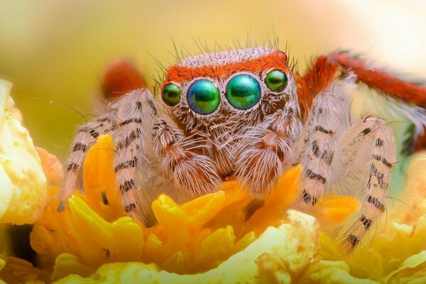 Linda araña peluda de cuatro ojos