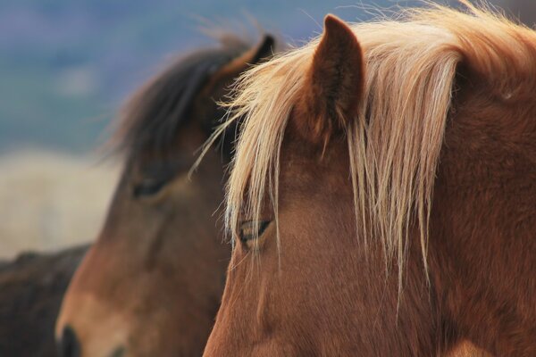 Two horses close up