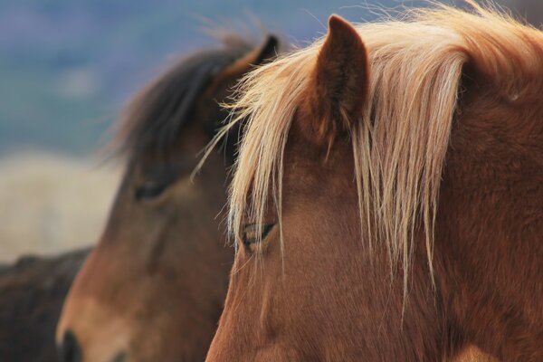 Dos caballos de cerca