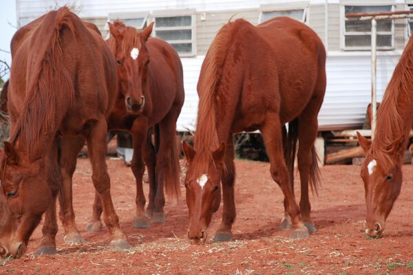 Brown fiery horses graze