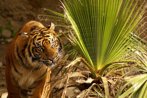 Tigre olhos folhas grama olha senta tenso