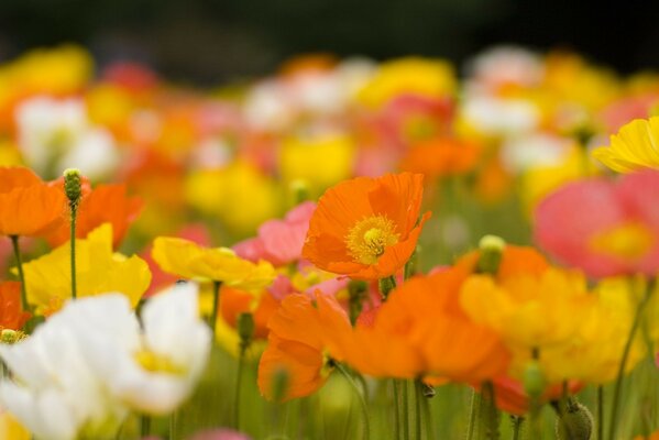 Wildflowers of different shades, white, yellow, orange