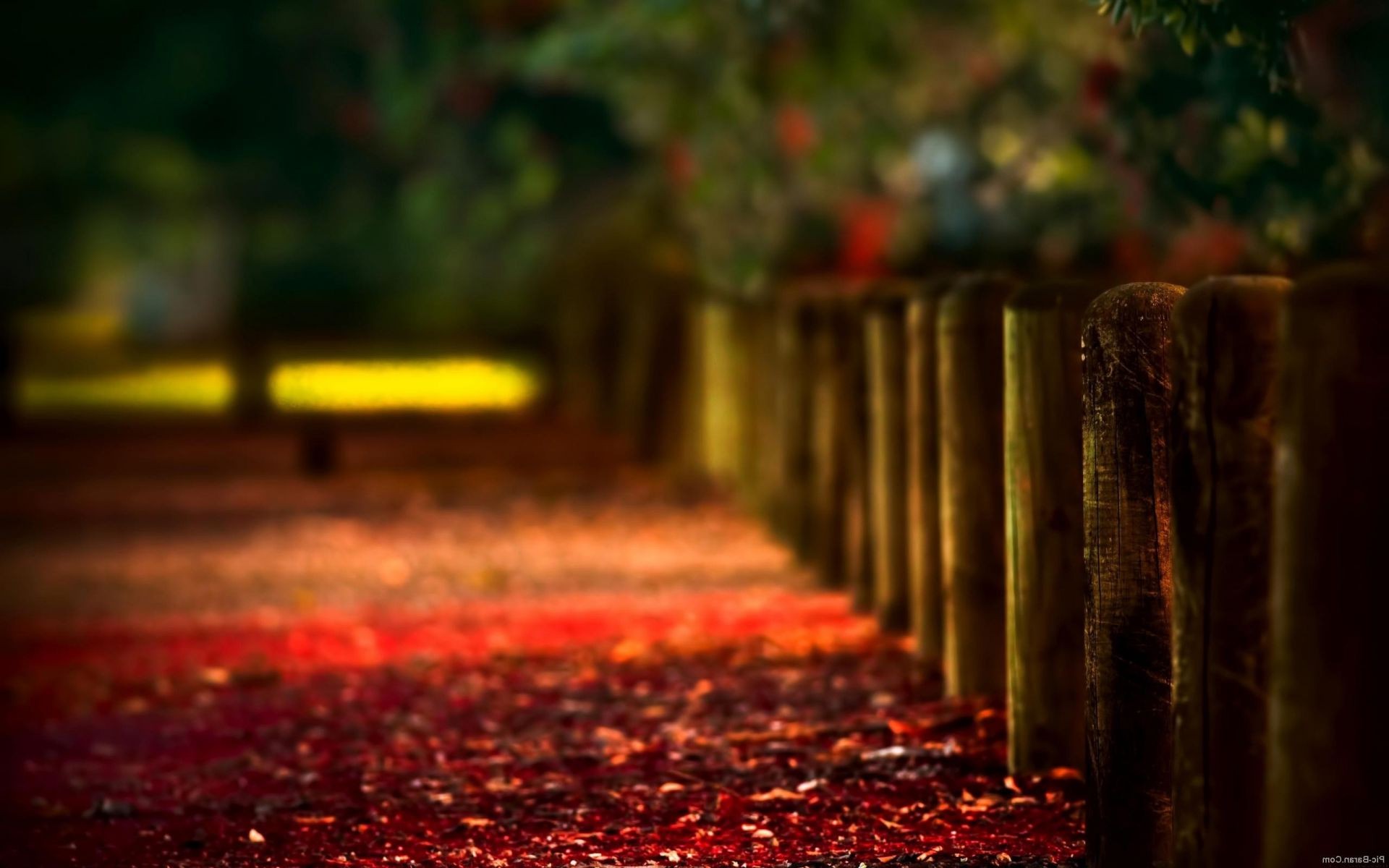 leaves fall wood blur light tree park leaf outdoors nature landscape color dark