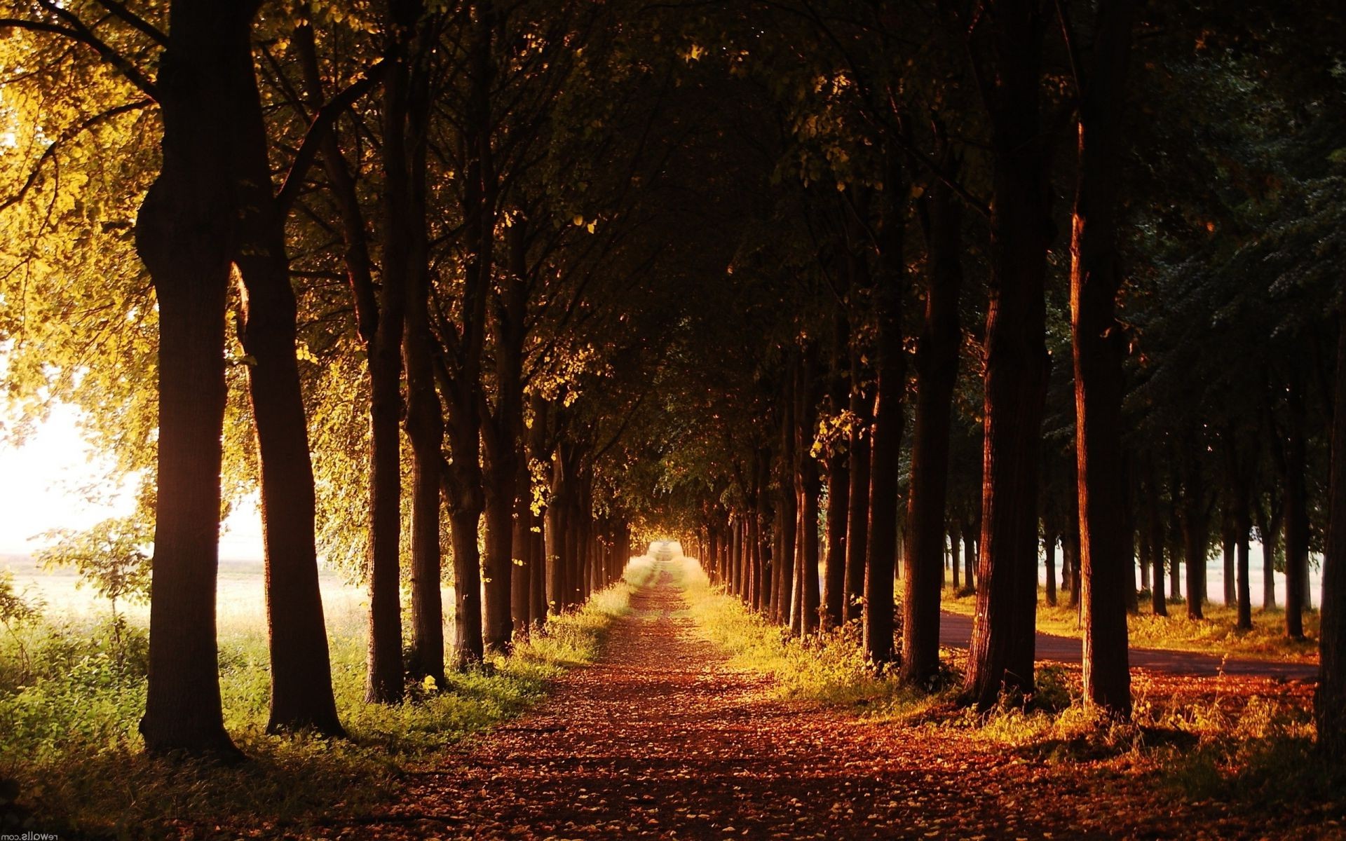 autunno albero alba legno autunno paesaggio nebbia nebbia foglia sole luce parco natura illuminato bel tempo all aperto tramonto ombra ramo