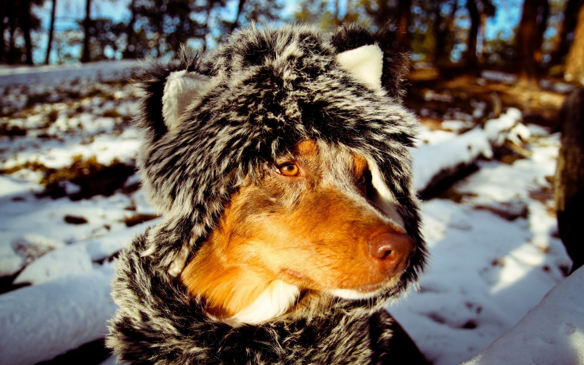 hunde säugetier winter natur schnee im freien fell tier tierwelt porträt niedlich hundesportler hund kälte