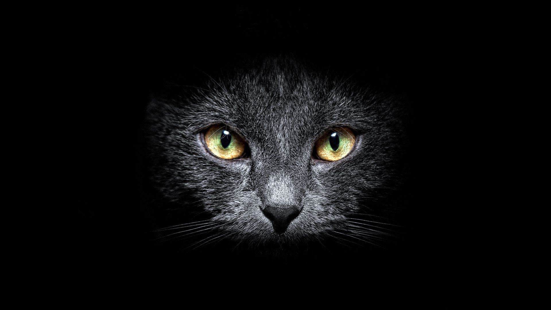 черный кот повязка глаза скачать