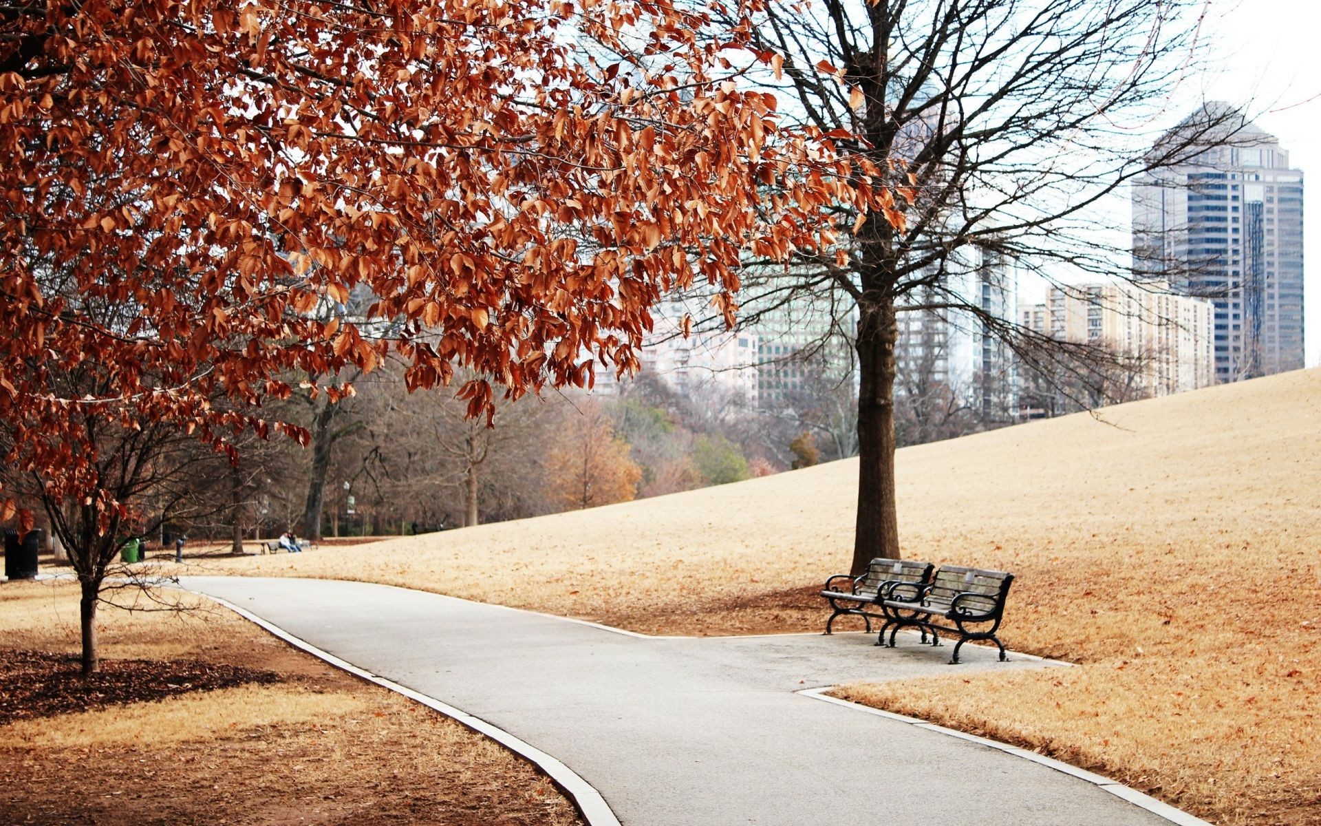 parks tree road fall guidance season leaf park wood lane landscape branch nature outdoors avenue alley rural maple scenic scene