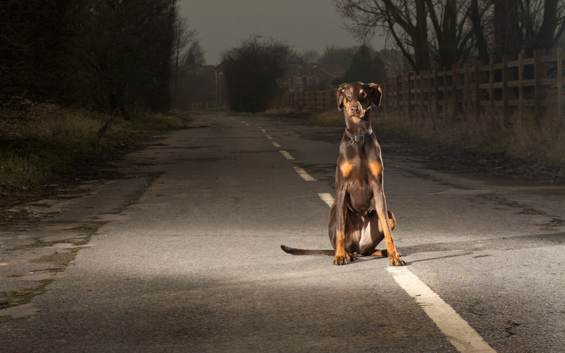 dogs dog road mammal one canine outdoors