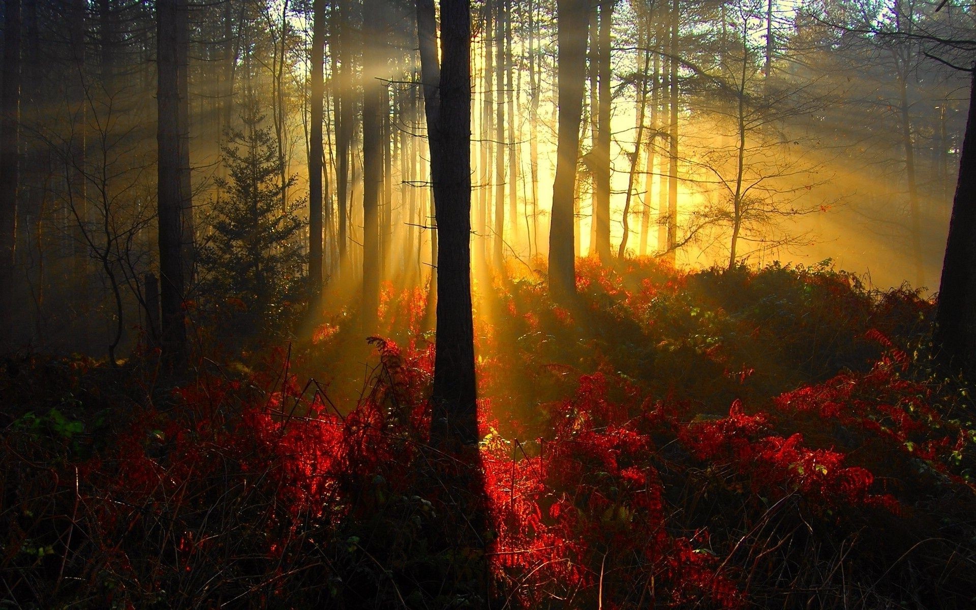 coucher du soleil et l aube automne brouillard arbre bois paysage aube brouillard feuille nature lumière parc rétro-éclairé soleil