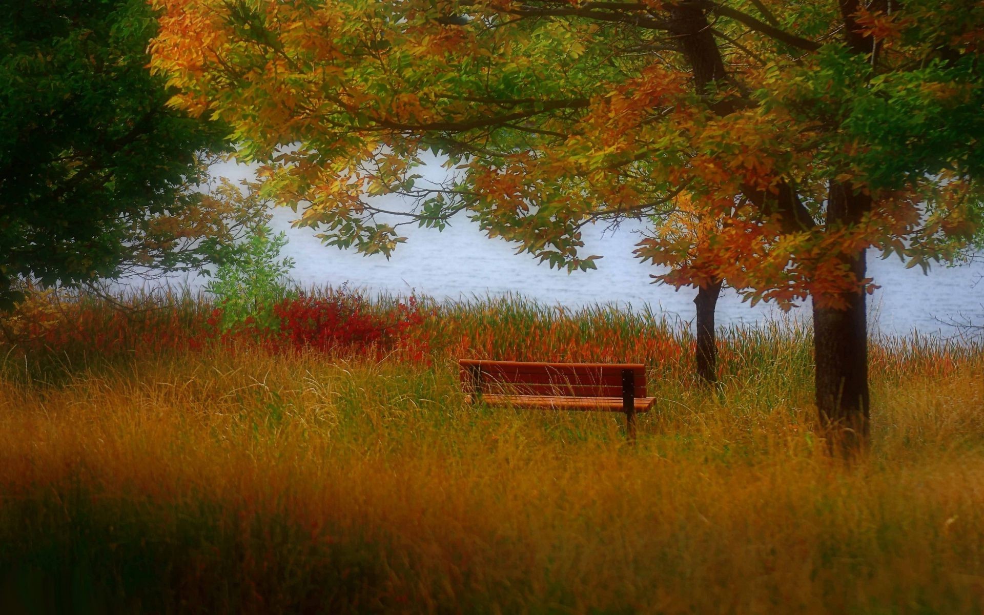 automne automne arbre paysage bois à l extérieur nature feuille aube scénique herbe plesid campagne