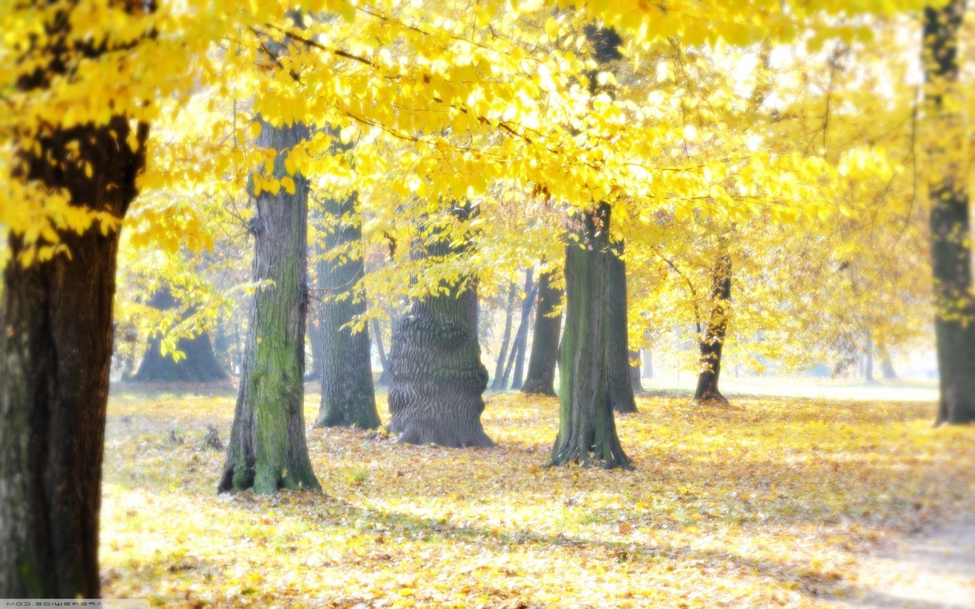 arbres automne feuille bois bois parc érable saison nature paysage beau temps guide brouillard branche scénique paysage soleil campagne or rural lumineux