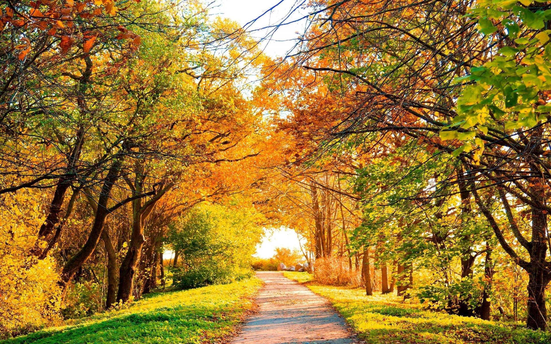 puesta de sol y amanecer otoño hoja árbol parque paisaje arce naturaleza madera temporada carretera escénico guía al aire libre callejón campo buen tiempo camino rural paisaje