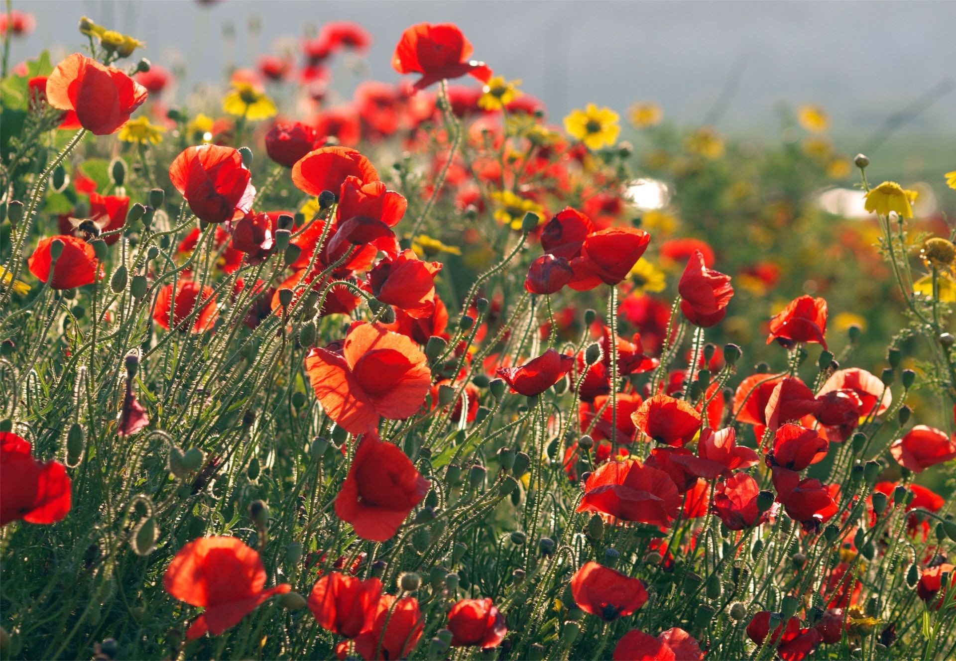 flowers poppy flower field nature flora hayfield summer rural outdoors garden floral growth blooming grass petal color bright season leaf