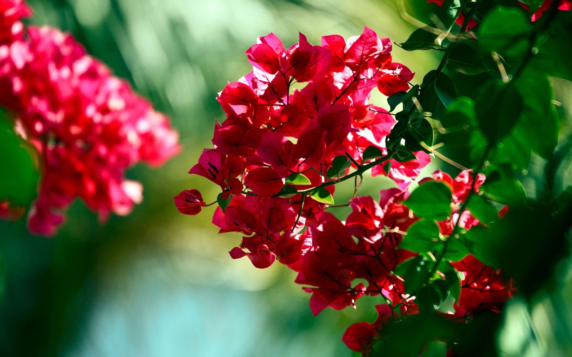 fiori sugli alberi natura fiore giardino foglia flora estate colore brillante ramo fioritura crescita stagione arbusto petalo bella floreale all aperto