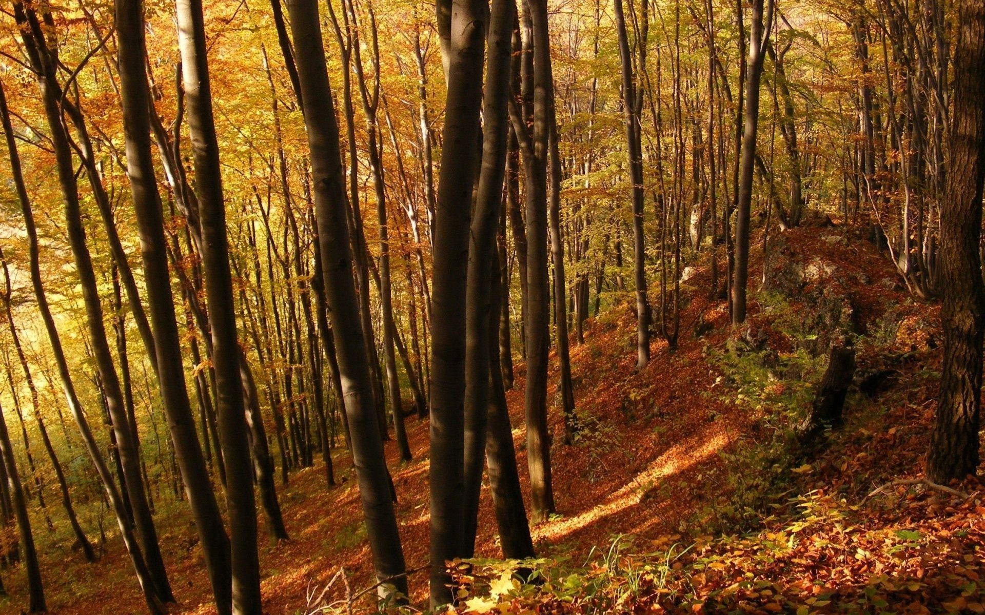 autumn wood fall leaf tree dawn nature landscape park fair weather mist fog outdoors scenic lush beech sunbeam sun season daylight