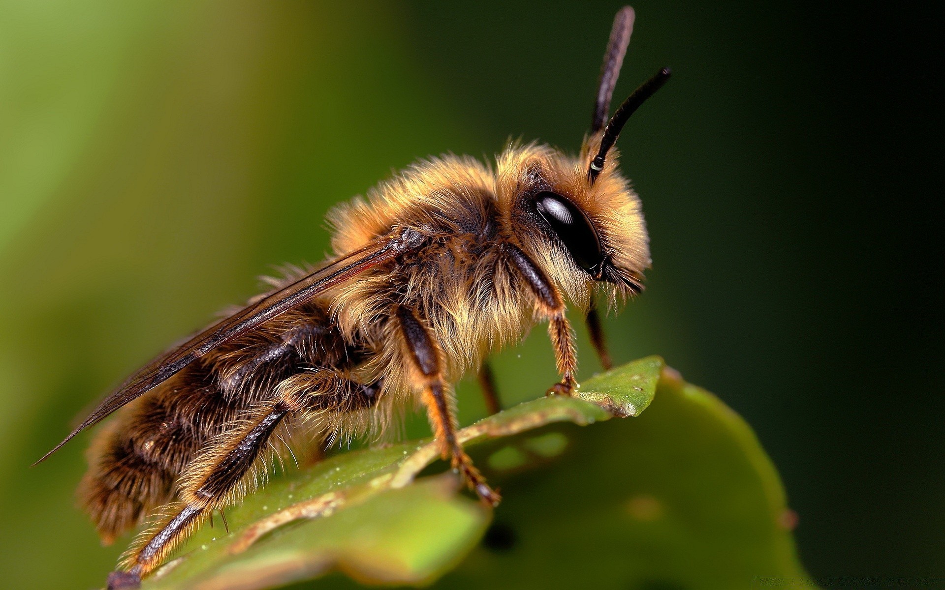 insekten insekt natur biene tierwelt honig im freien wenig wirbellose tier