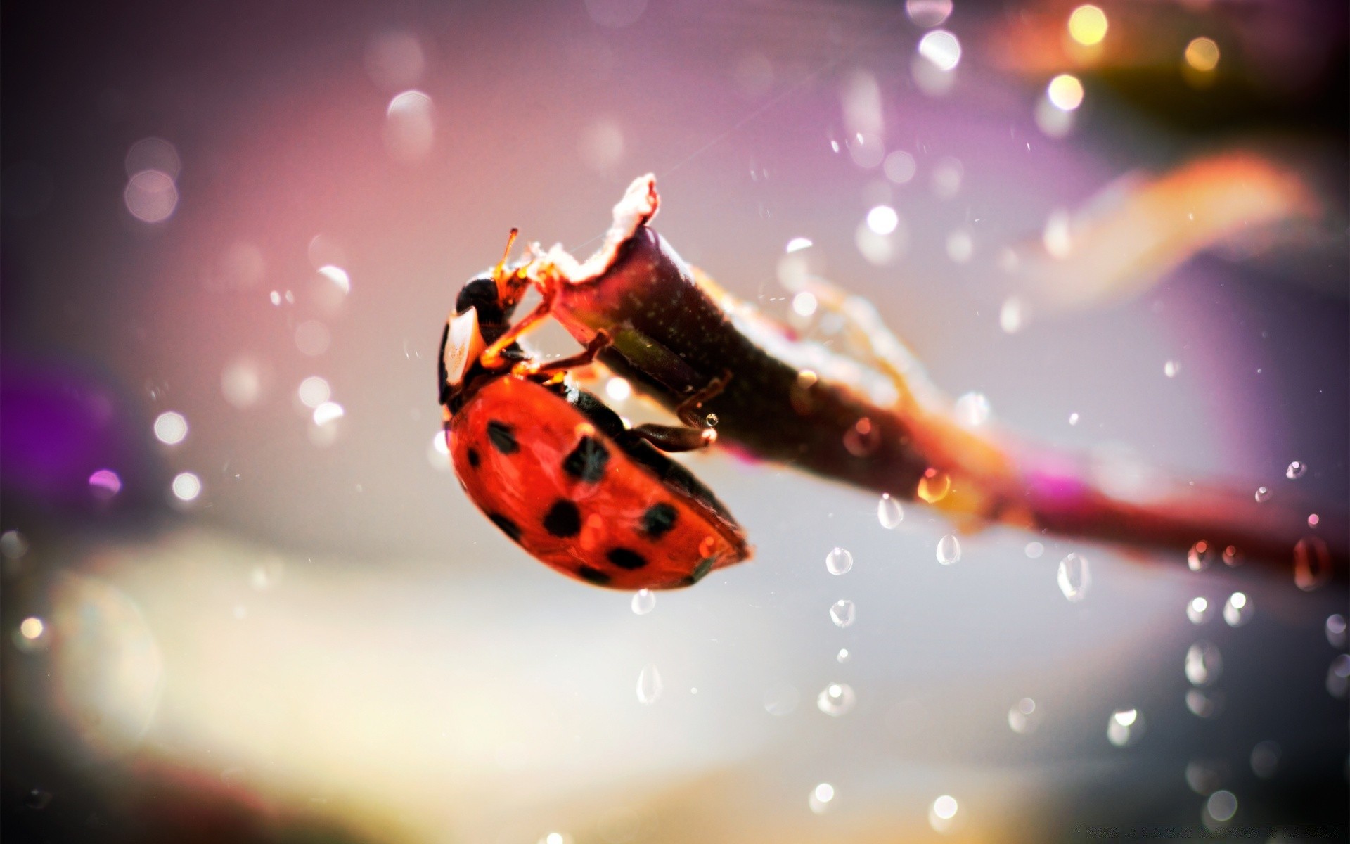 insects desktop insect color nature abstract celebration blur