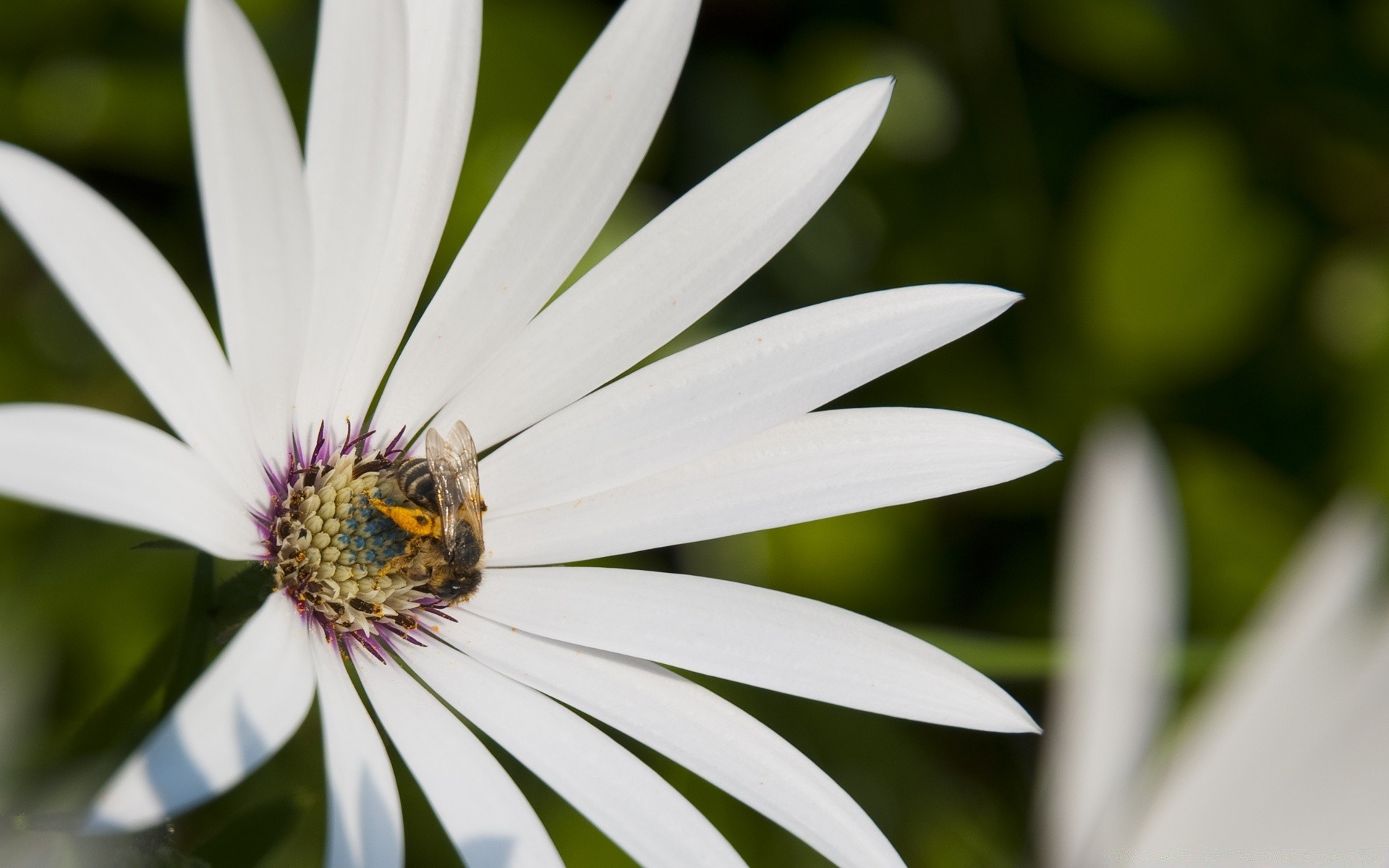 insekten natur blume insekt sommer flora blatt biene garten im freien pollen wachstum hell