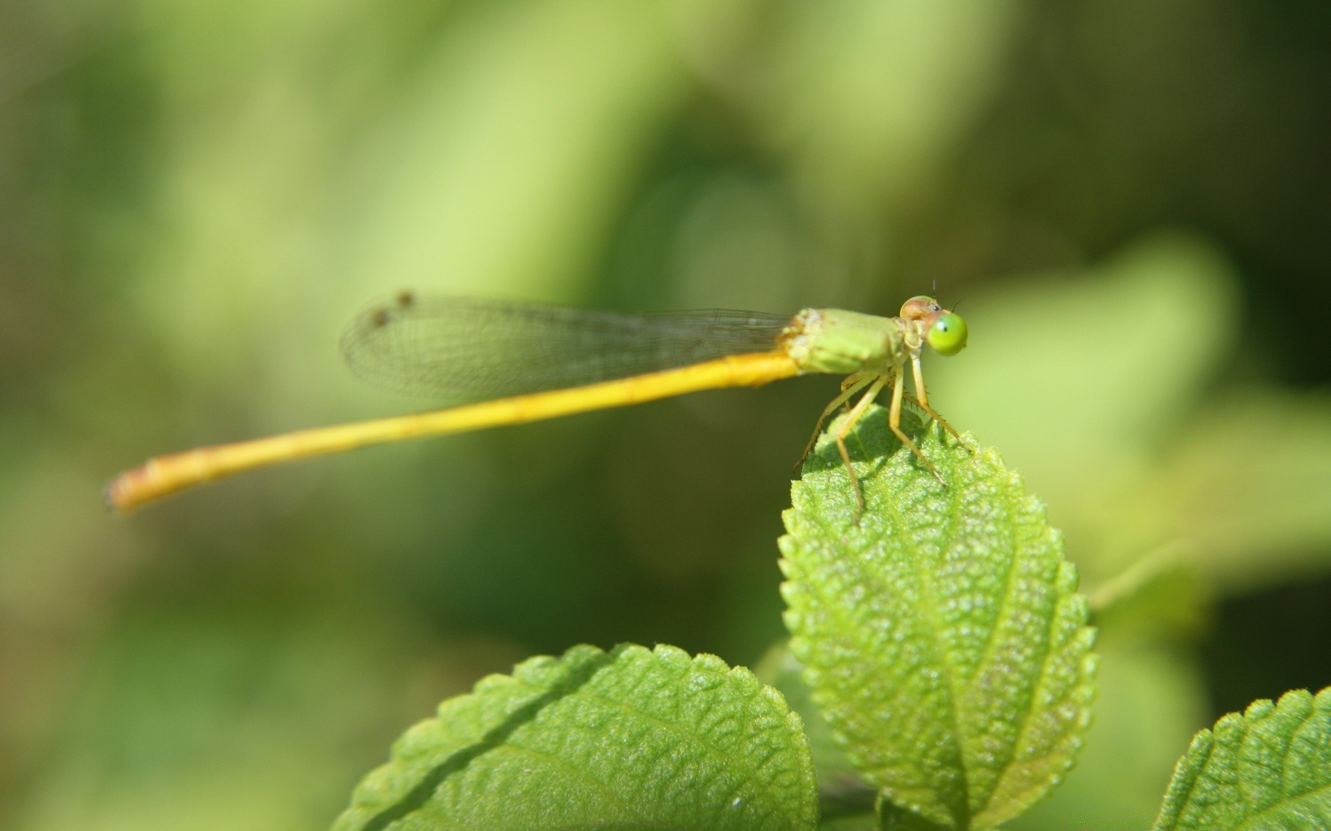 owady natura liść owad ważka dzika flora lato na zewnątrz ogród zwierzę trawa małe środowisko