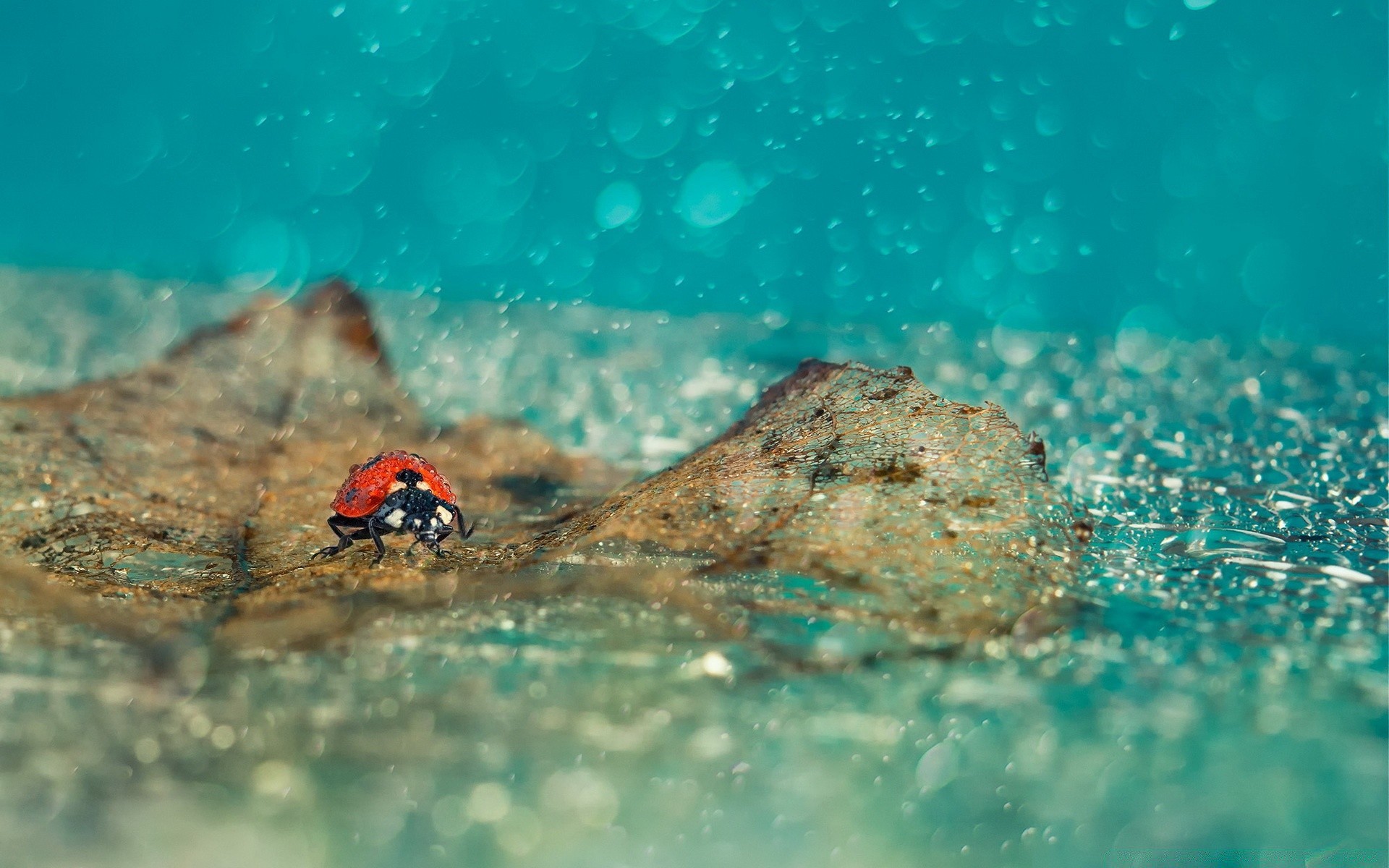 insekten unterwasser wasser schwimmen tauchen wassersport fische wirbellose meer ozean reisen ein tropisch