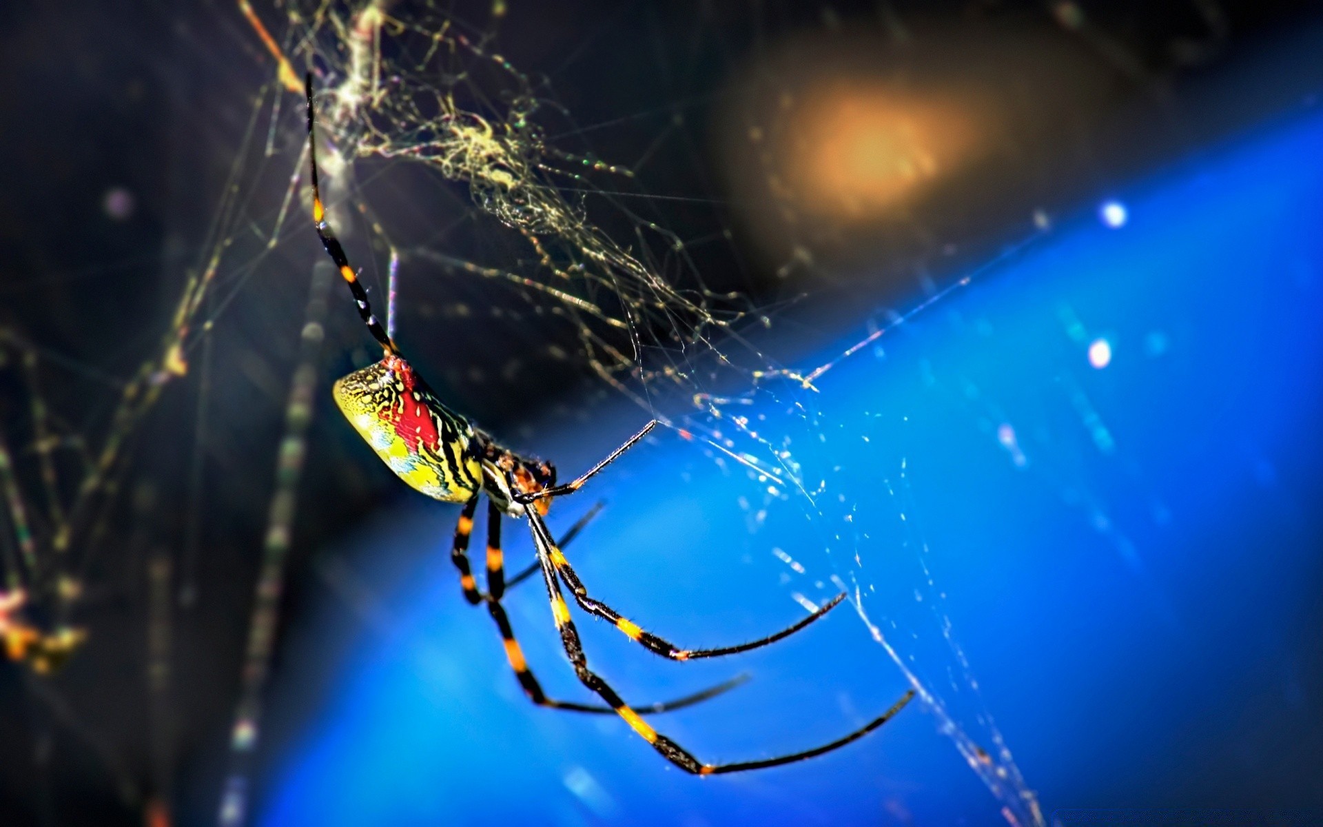 insects spider arachnid spiderweb danger insect trap nature invertebrate web dark cobweb creepy fear light wildlife outdoors desktop