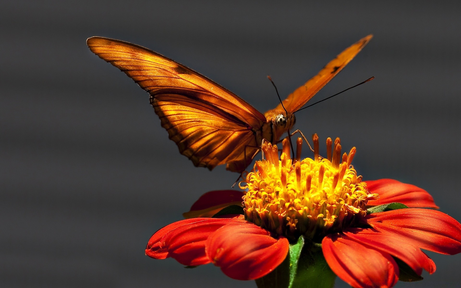 butterfly insect nature wing flower wildlife fly animal antenna summer garden monarch outdoors beautiful color lepidoptera wild delicate flight