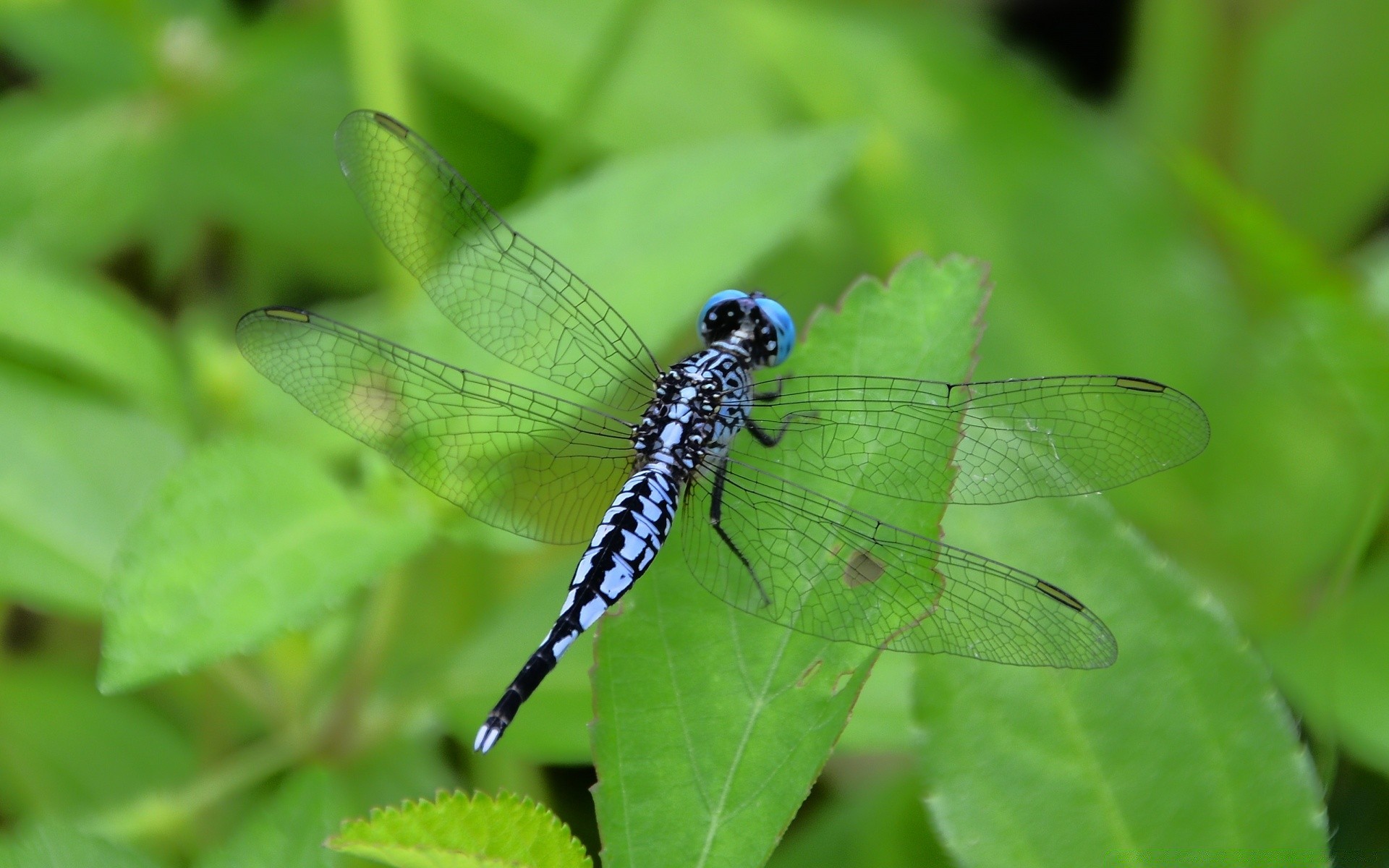 insekten natur insekt blatt garten flora sommer im freien tierwelt