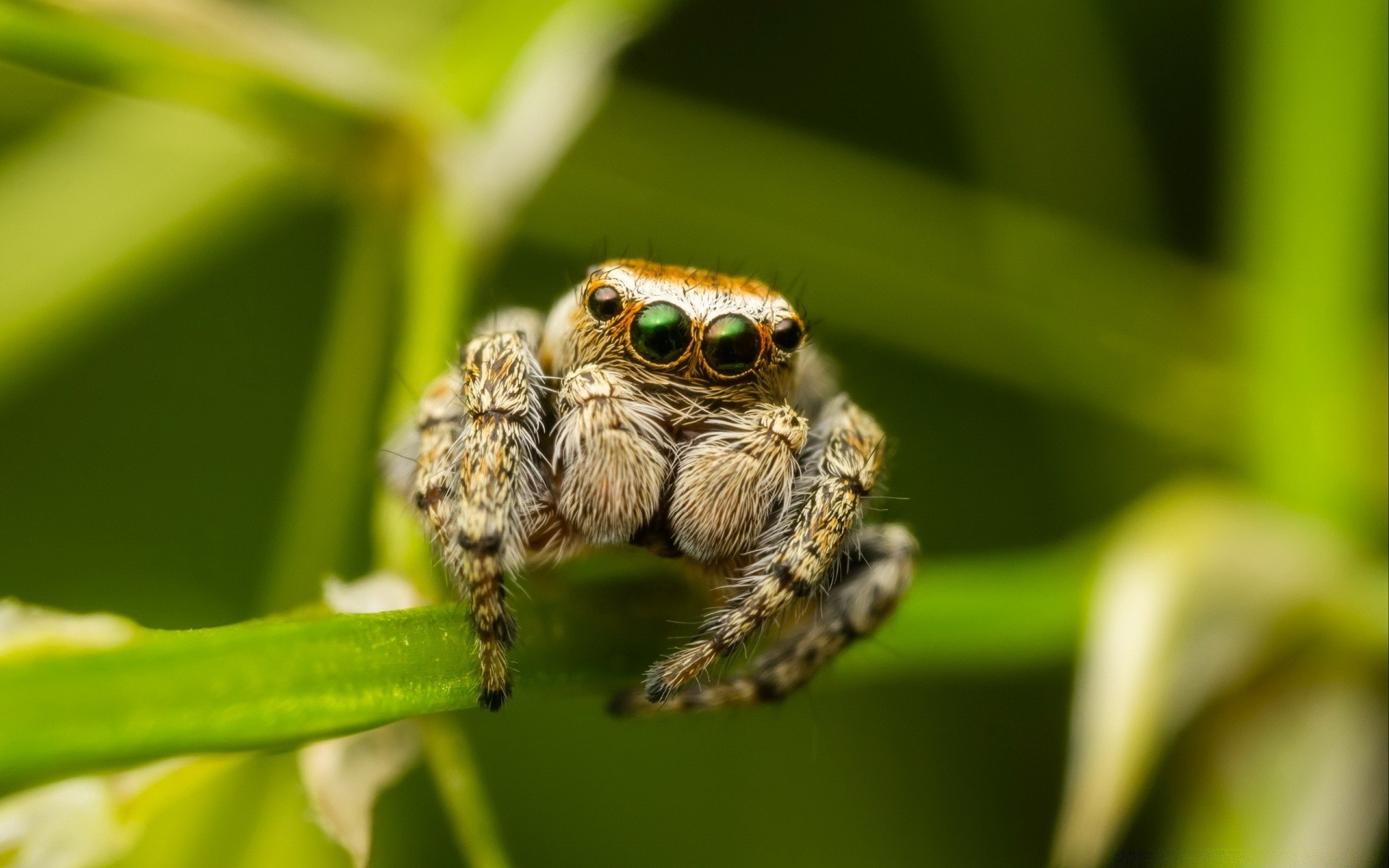 insetos natureza vida selvagem animal inseto close-up ao ar livre pouco aranha