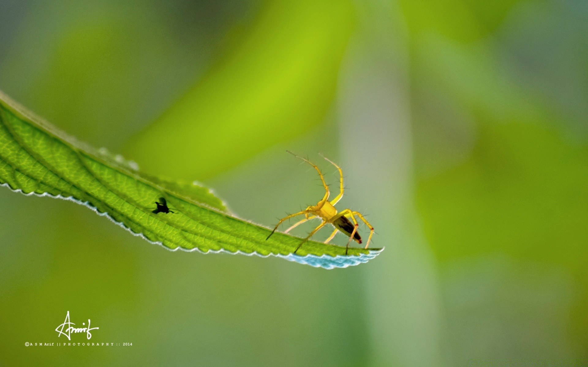 insectes insecte nature feuille la faune à l extérieur flore peu araignée environnement herbe invertébrés animal minuscule été écologie