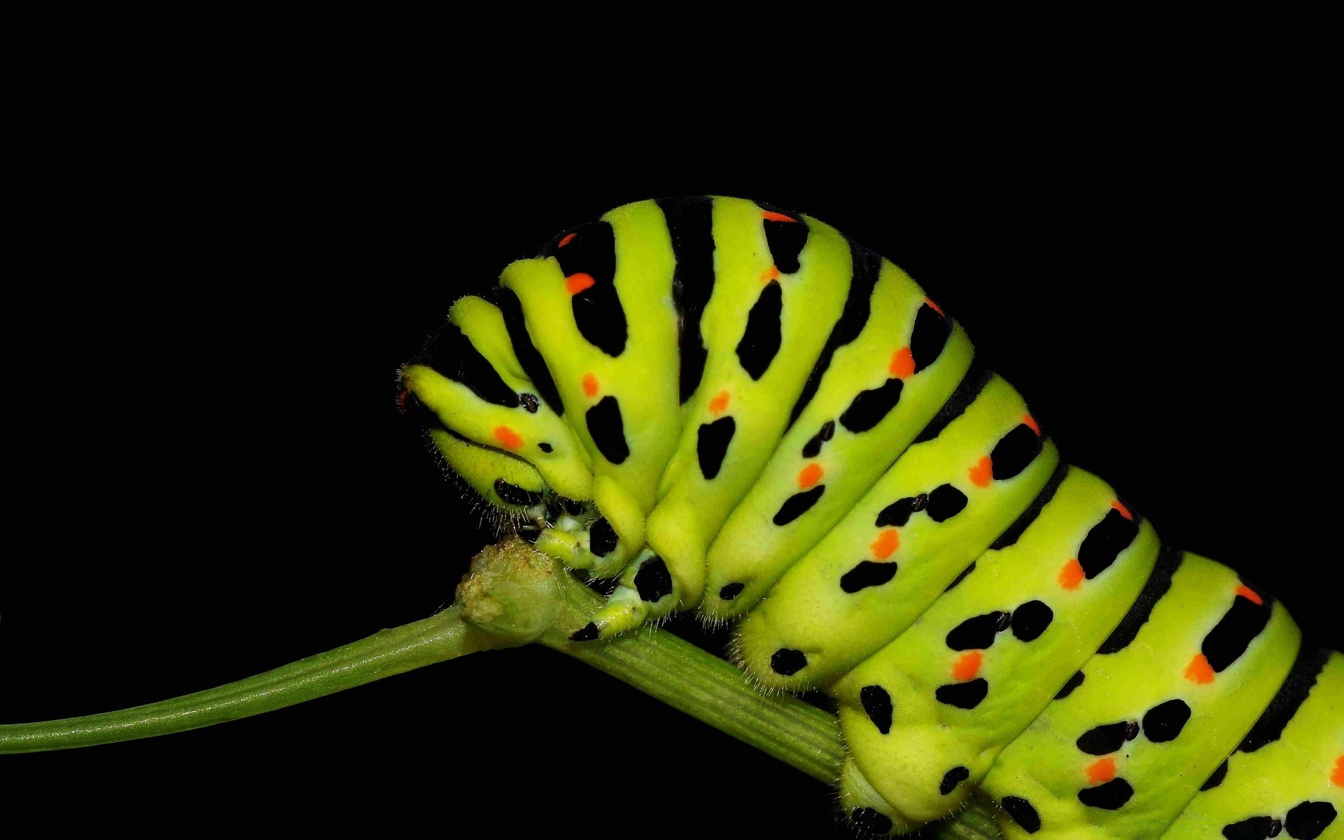 owady owad bezkręgowce natura kwiat jedzenie liść kolor jeden