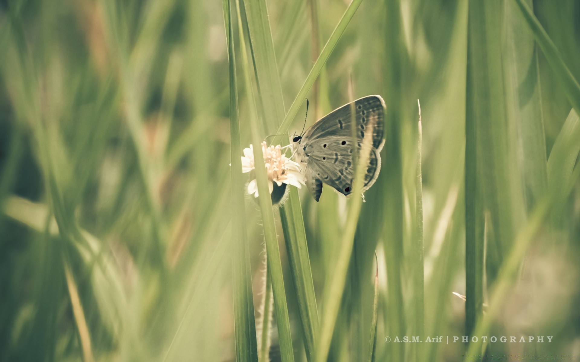 farfalla natura erba all aperto estate fauna selvatica insetto flora ambiente animale bel tempo fieno foglia luminoso giardino piccolo selvaggio