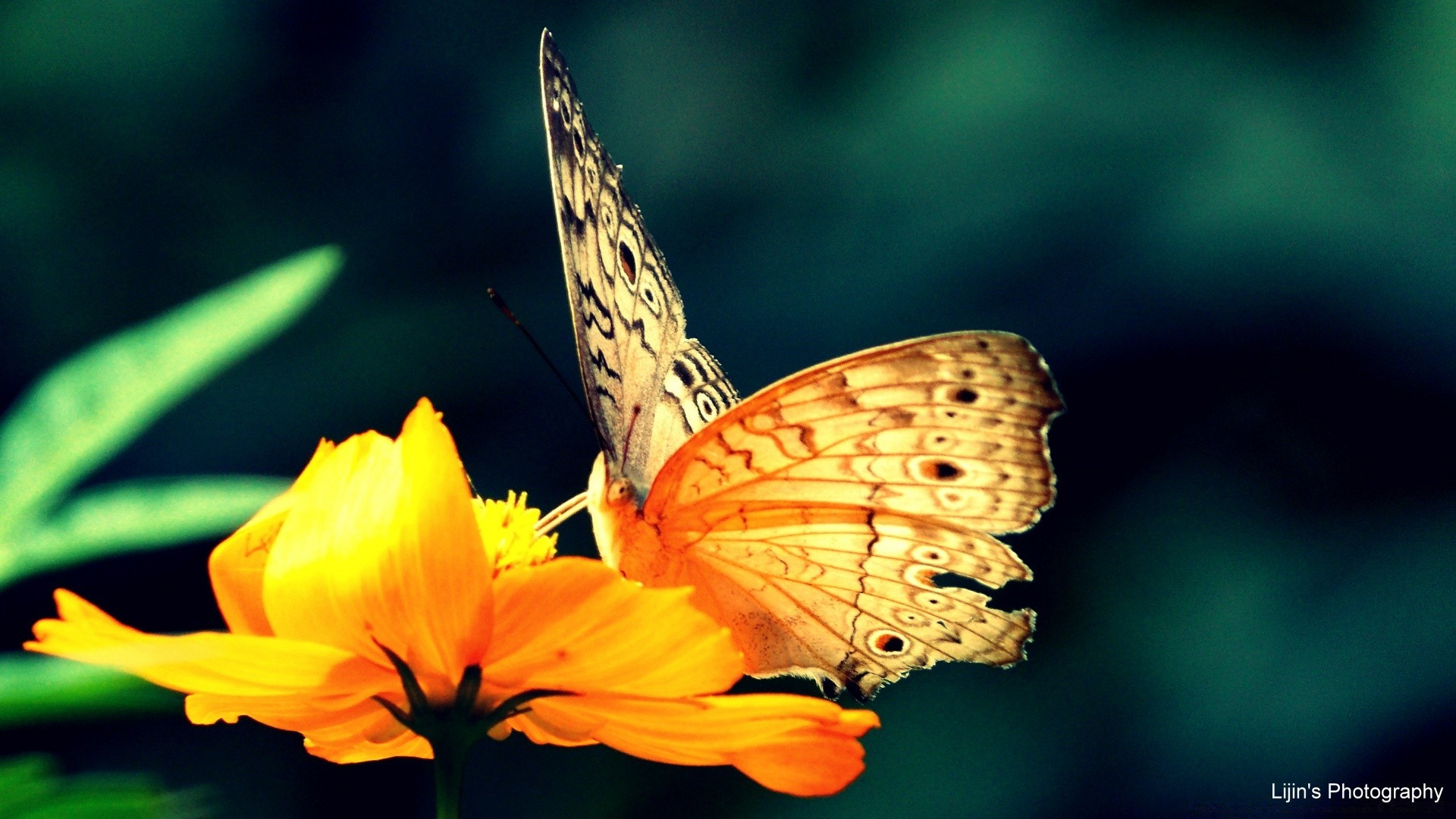 kelebek doğa böcek açık havada yaz kanat yaban hayatı narin omurgasızlar çiçek hükümdar biyoloji parlak yaprak flora sinek bahçe küçük lepidoptera