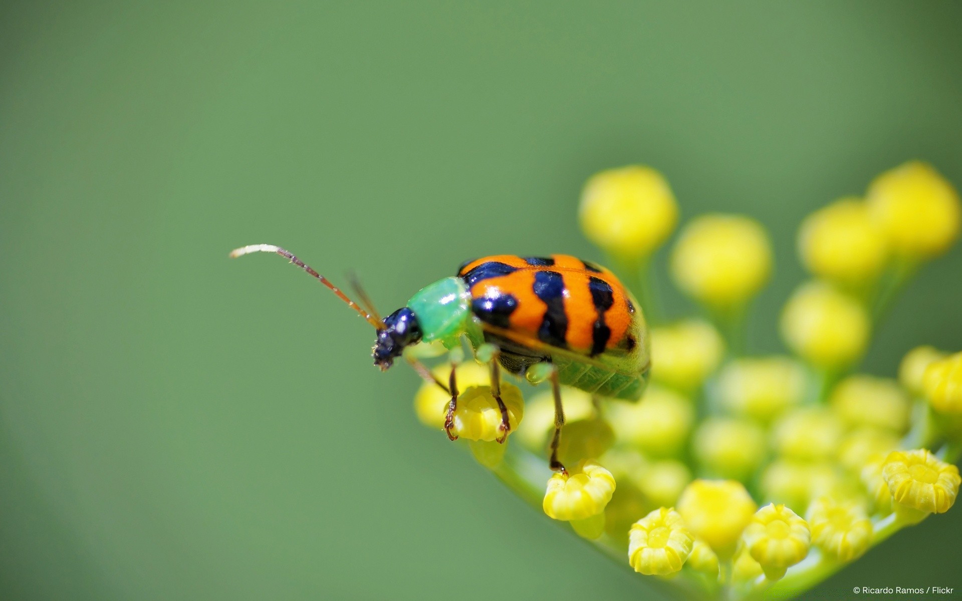 insectos naturaleza insecto pequeño vida silvestre escarabajo mariquita hoja verano al aire libre biología brillante