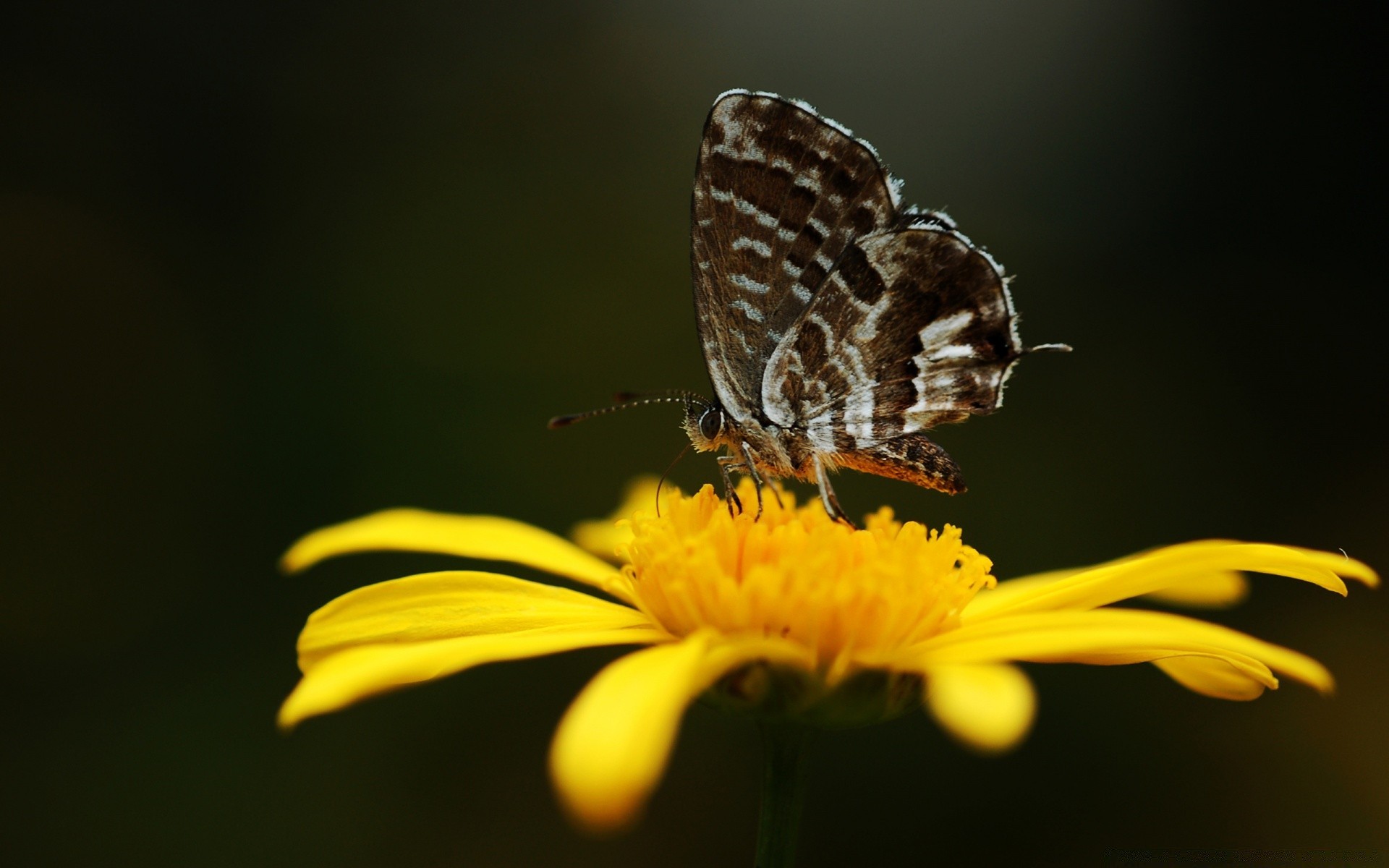 motyl natura owad lato na zewnątrz kwiat przyrody ogród bezkręgowce